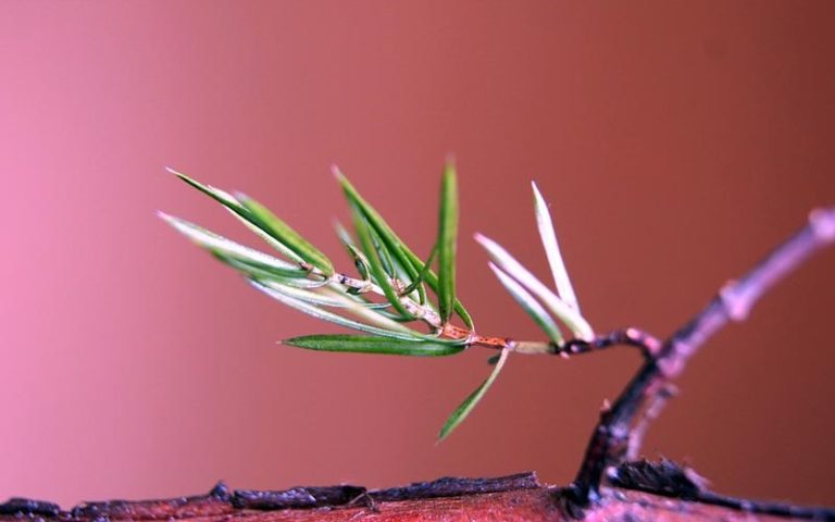 Choose a Juniper Bonsai