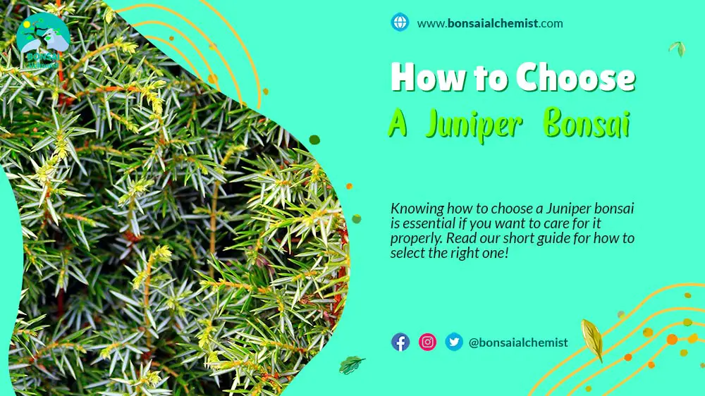 Choose a Juniper Bonsai