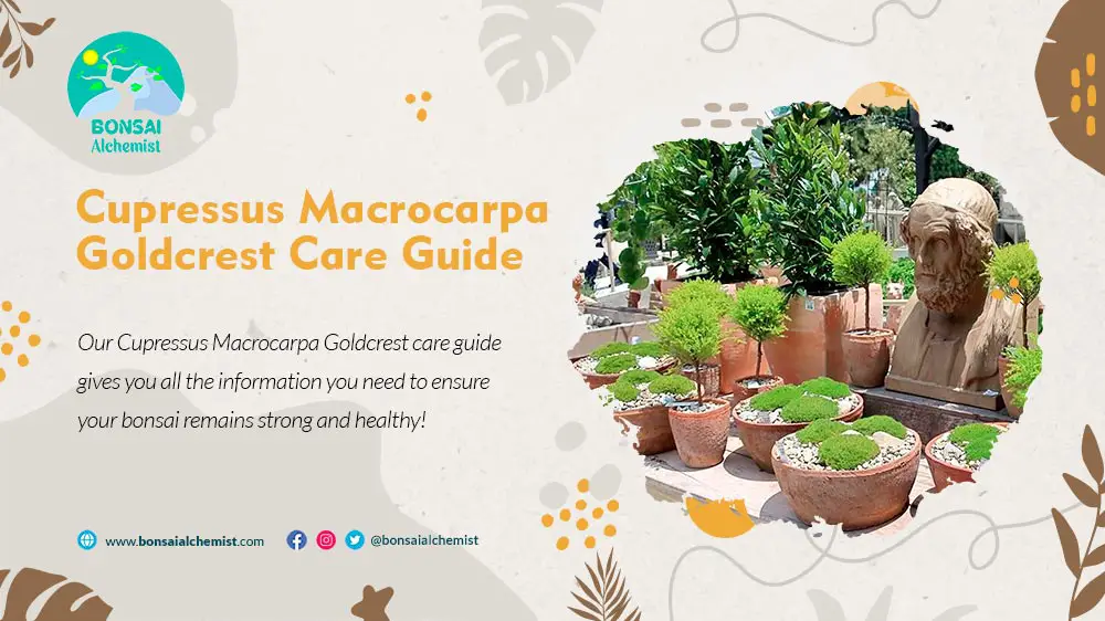 Cupressus Macrocarpa Goldcrest care