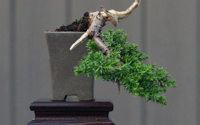 Fertilize a Juniper Bonsai