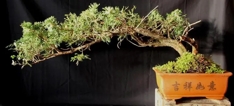 Fertilize a Juniper Bonsai