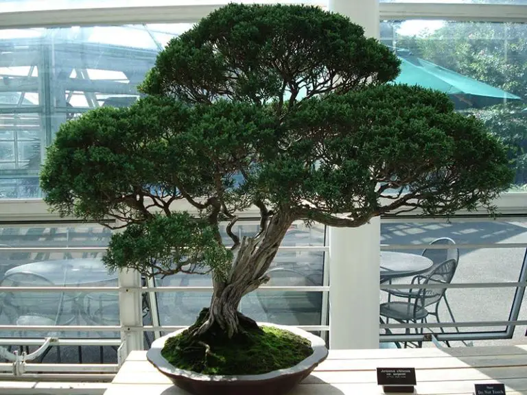 Grow a Juniper Bonsai Indoors