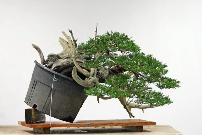 Grow a Juniper Bonsai Indoors