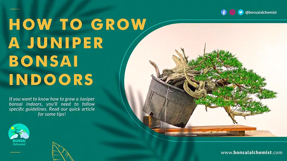 Grow a Juniper Bonsai Indoors