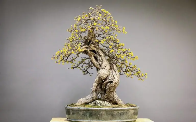 How Long Do Bonsai Trees Take To Grow