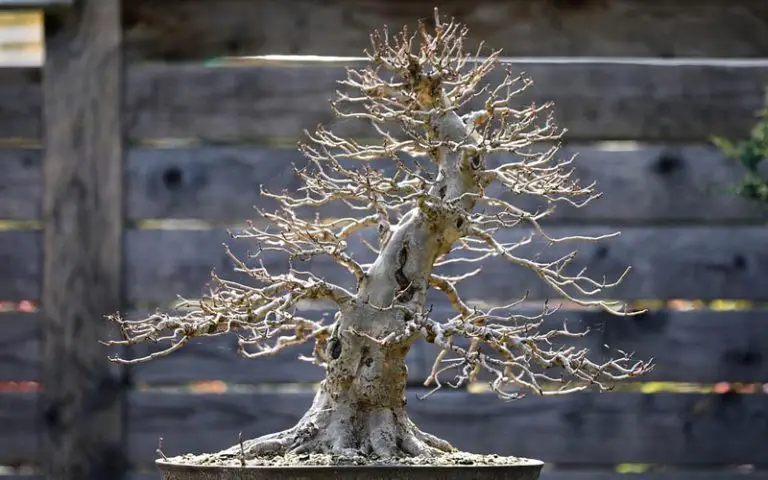 How Long Do Bonsai Trees Take To Grow