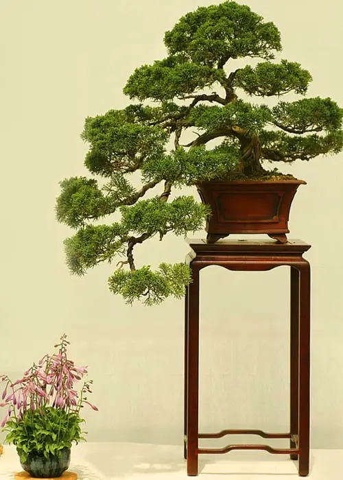 How Long Do Bonsai Trees Take To Grow