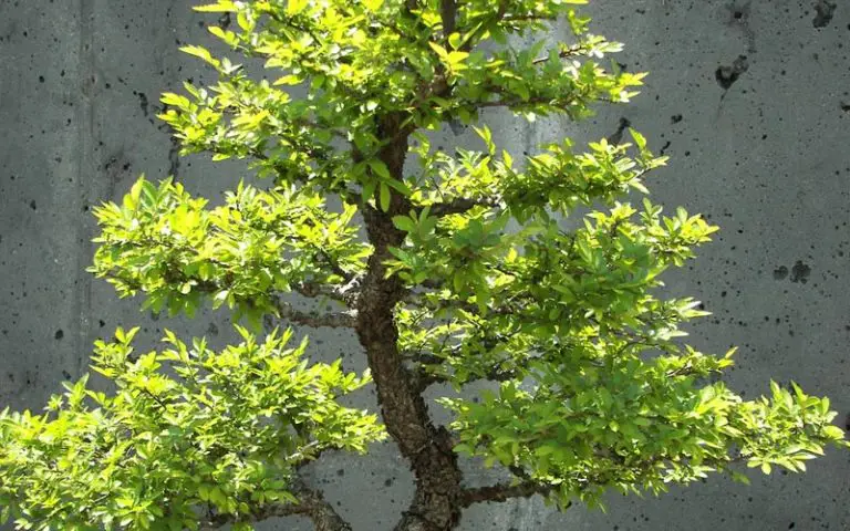 How Long Do Bonsai Trees Take To Grow