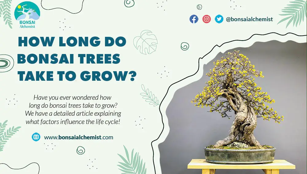 How Long Do Bonsai Trees Take To Grow