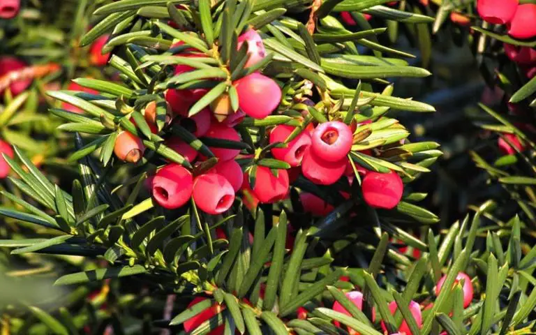 How to Keep a Juniper Bonsai Alive