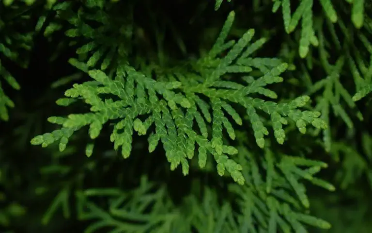 How to Keep a Juniper Bonsai Alive