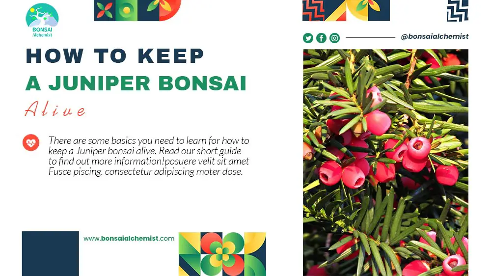 How to Keep a Juniper Bonsai Alive