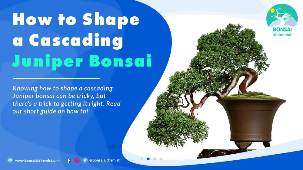 How to Shape a Cascading Juniper Bonsai