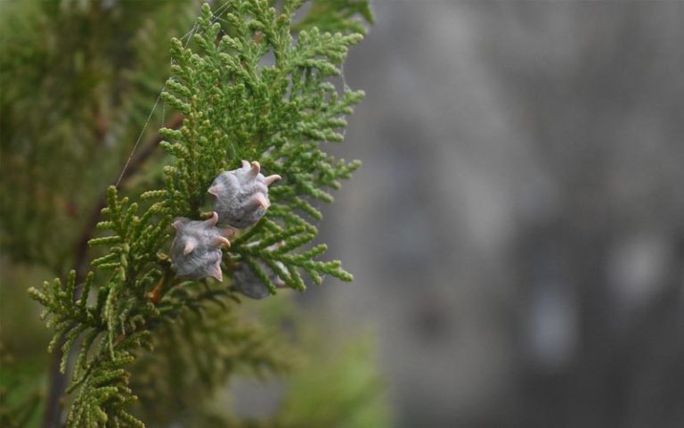 Juniper Bonsai Common Issues