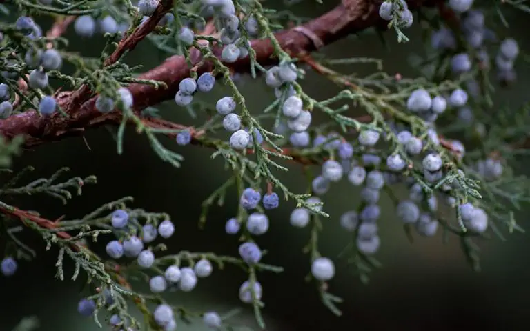 Juniper Bonsai Culture in Japan