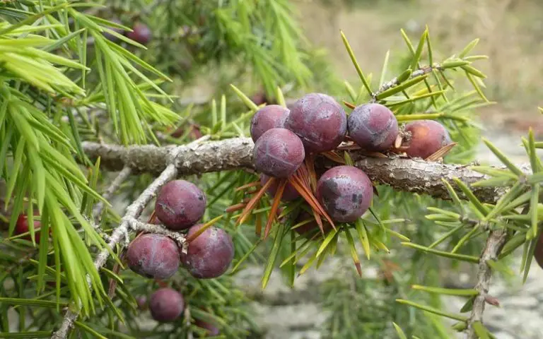 Juniper Bonsai Instagram accounts