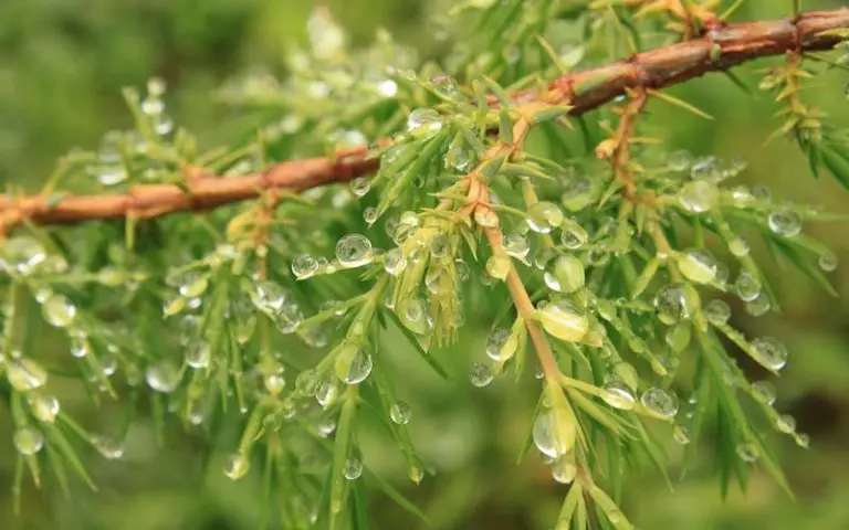 Juniper Bonsai Instagram accounts