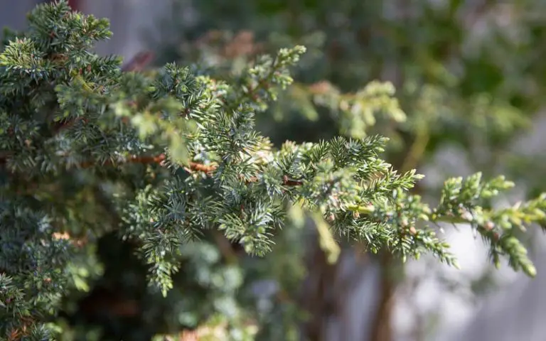 Juniper Bonsai Instagram accounts