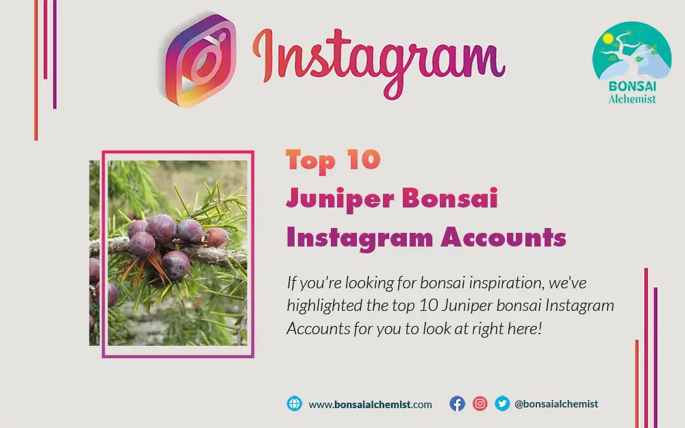 Juniper Bonsai Instagram accounts