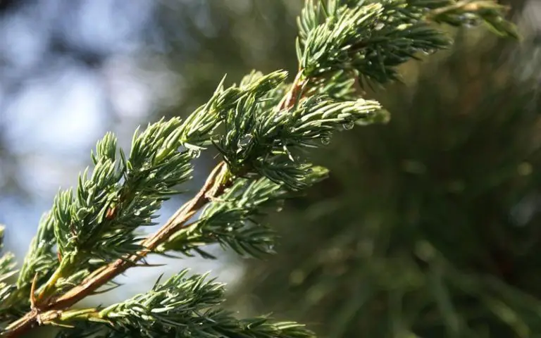 Juniper bonsai videos