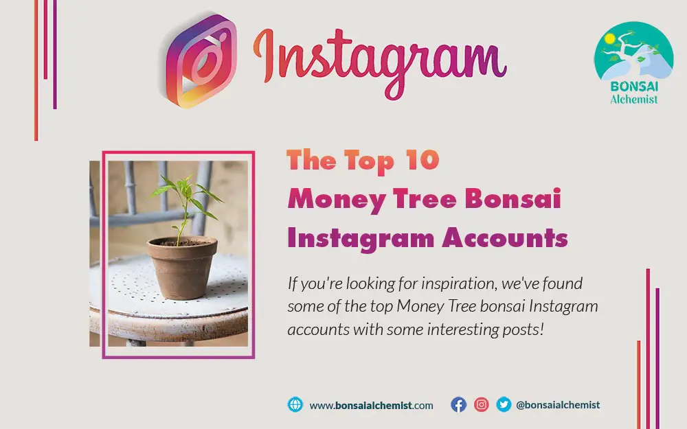 Money Tree Bonsai Instagram