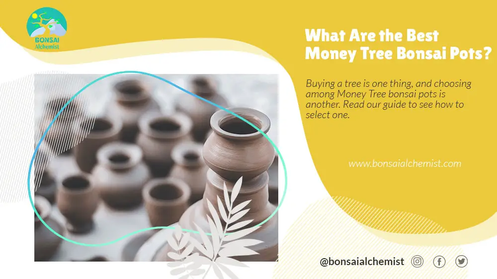 Money Tree Bonsai Pot