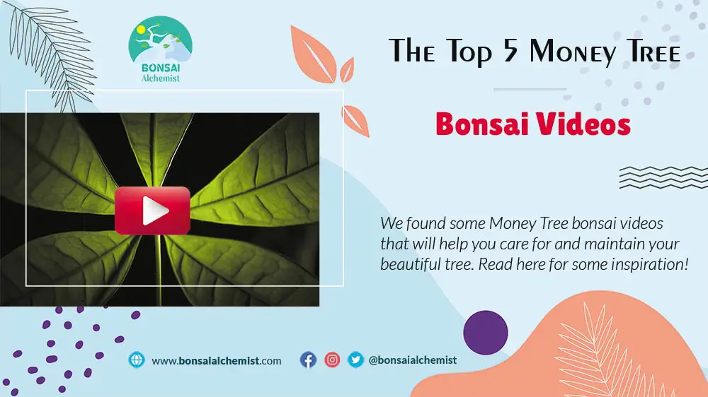 Money Tree Bonsai videos
