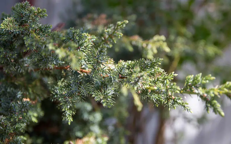 The Best Pots for Juniper Bonsai Bonsai Alchemist 101