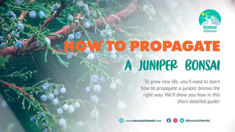 Propagate a Juniper bonsai