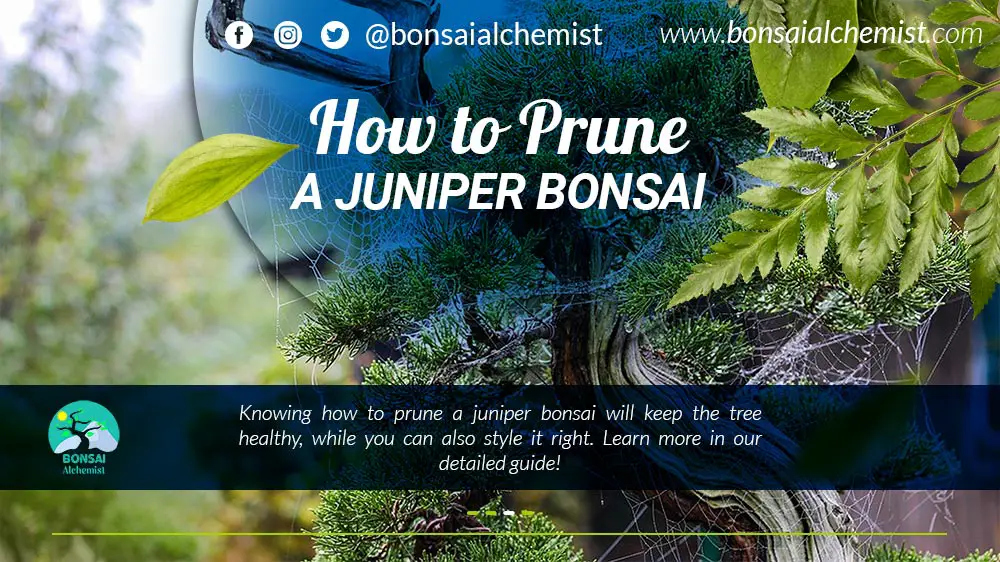 Prune a Juniper Bonsai