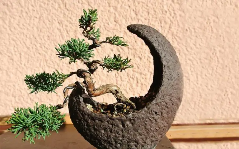 Prune a Juniper Bonsai