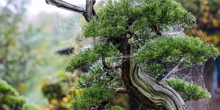 Prune a Juniper Bonsai