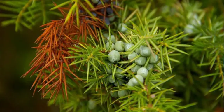 Prune a Juniper Bonsai