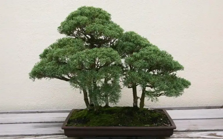 Repot a Juniper Bonsai