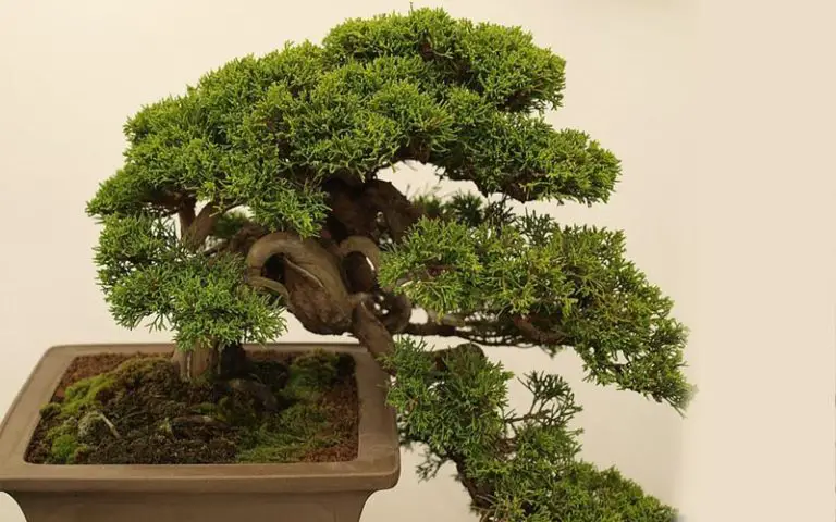 Repot a Juniper Bonsai