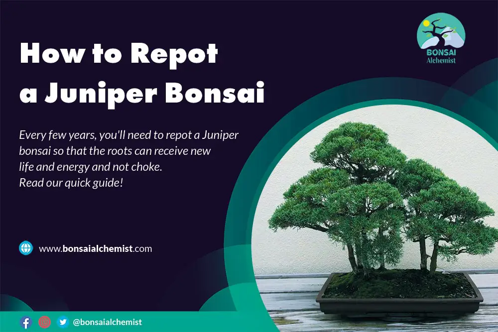 Repot a Juniper Bonsai