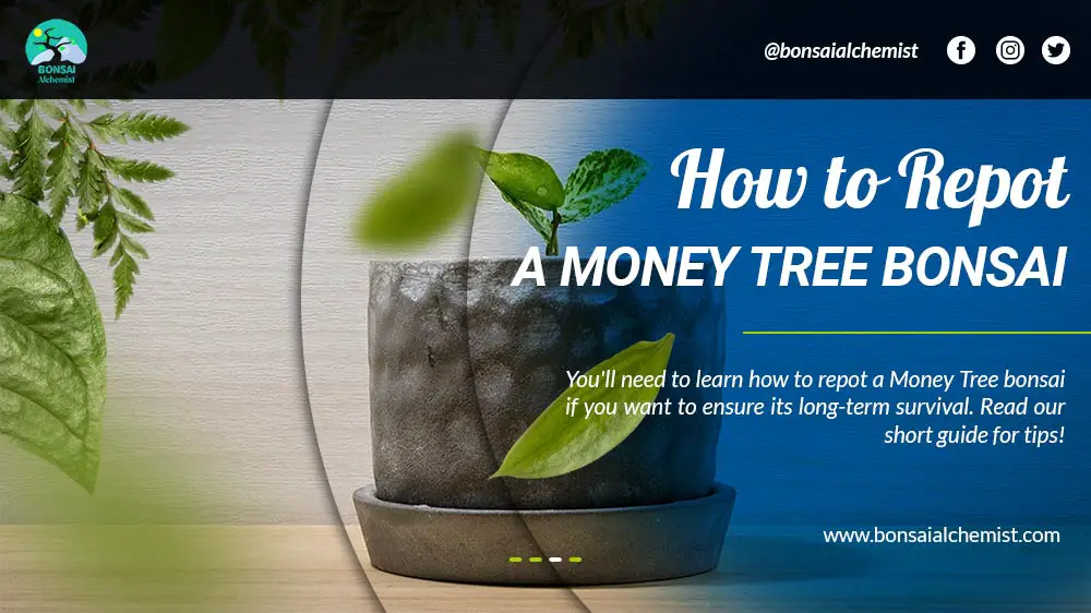 Repot a Money Tree Bonsai