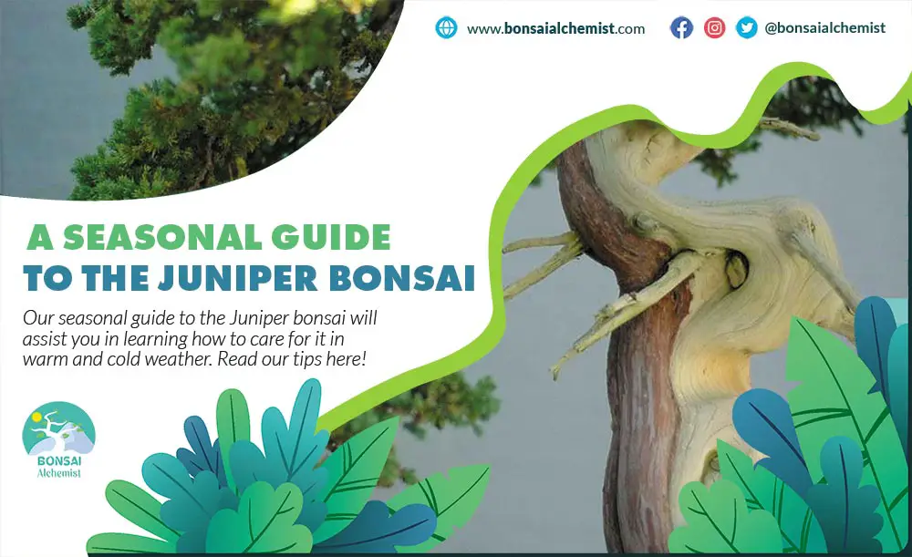 Seasonal Guide to the Juniper Bonsai