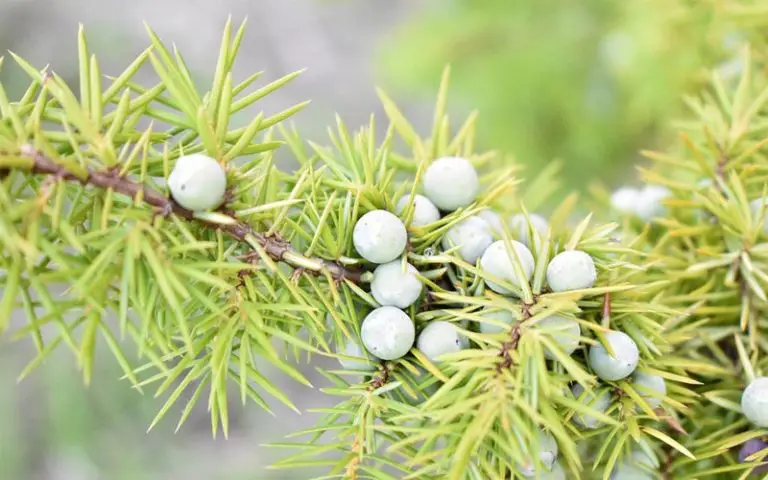 Thicken a Juniper Bonsai Trunk