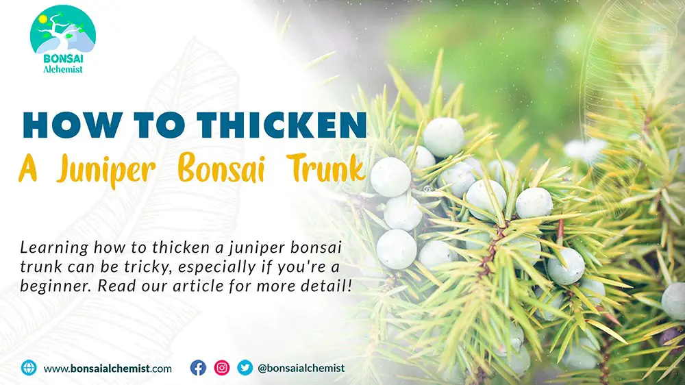 Thicken a Juniper Bonsai Trunk