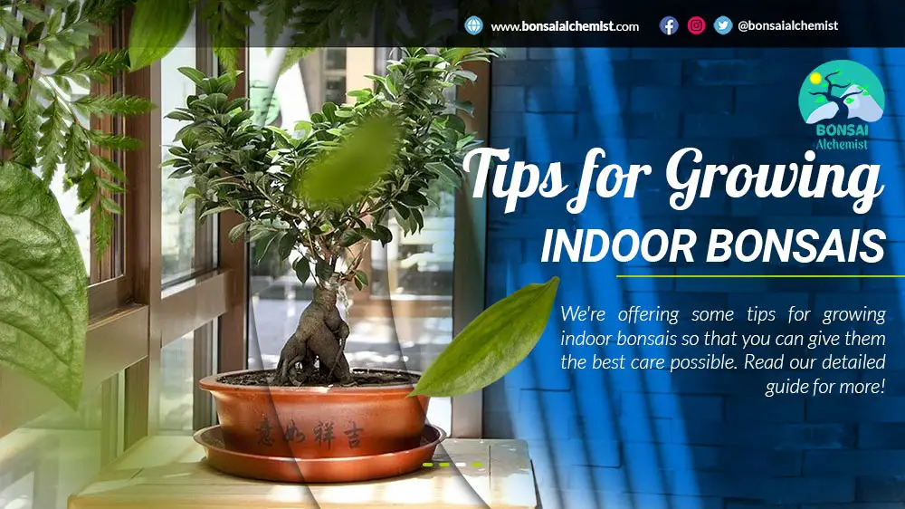 Tips for Growing Indoor Bonsais