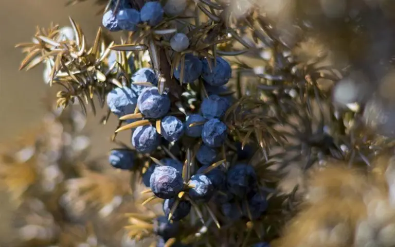 Water a Juniper Bonsai