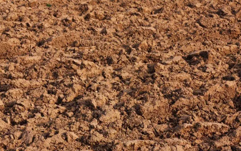 bonsai soil