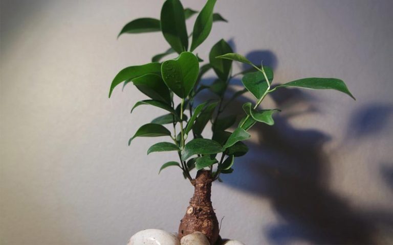 clip and grow bonsai technique