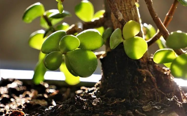 clip and grow bonsai technique