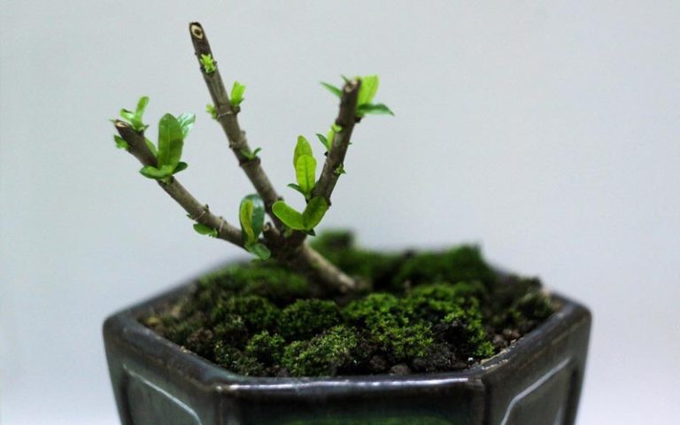 clip and grow bonsai technique