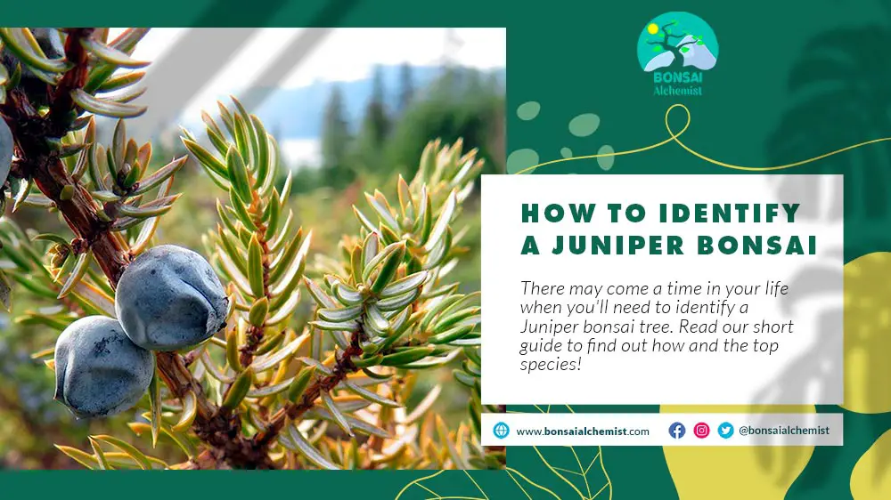 identify a Juniper bonsai