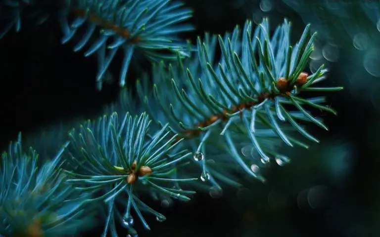 propagate a spruce tree bonsai