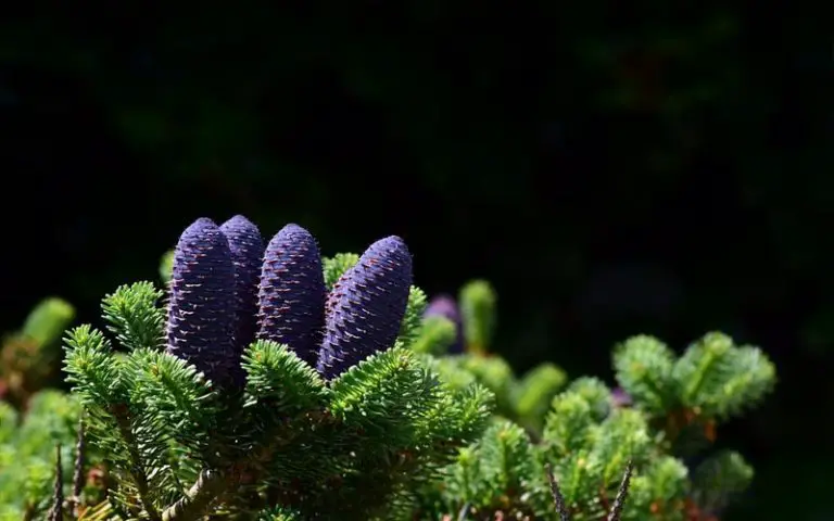 propagate a spruce tree bonsai