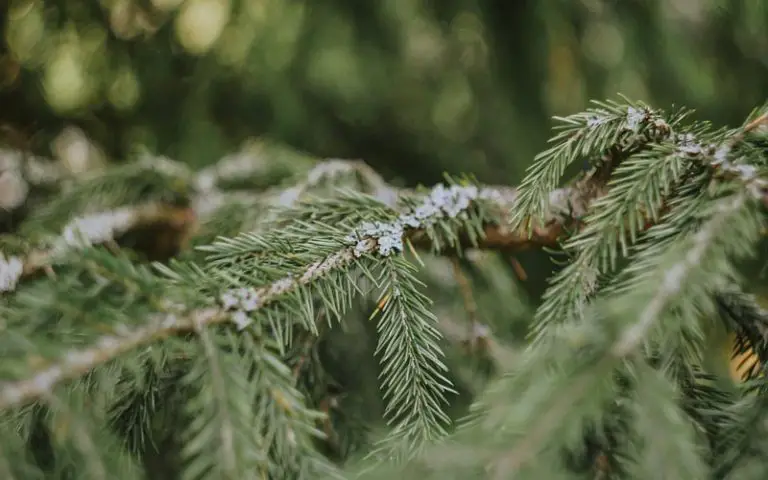 propagate a spruce tree bonsai